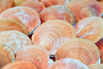 Fresh seafood, Scallop in morning market