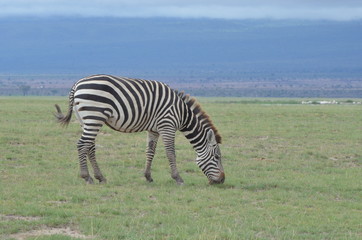 Fototapeta na wymiar Zèbre broutant l'herbe verte de la savane du parc Amboseli, au Kenya