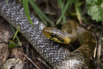 Äskulapnatter (Zamenis longissimus) - Aesculapian snake