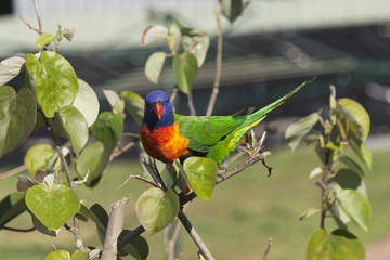 Rainbow Lorikeet