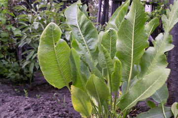 Хрен обыкновенный.