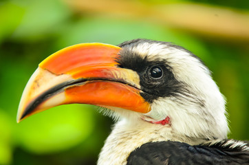 Hornbill