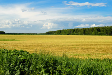 Fototapeta premium Yellow field in Moscow Region, Russia