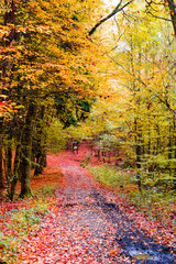 Fototapeta na wymiar The path in the forest in the autumn. Many vibrant colors, beautiful trees and leaves on the ground