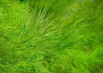 Long needles on a branch pine