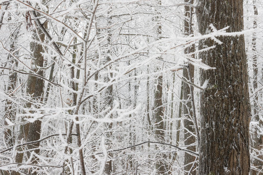 Fototapeta Winter snowy trees in forest