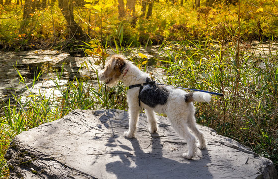 Wire Haired Fox Terrier