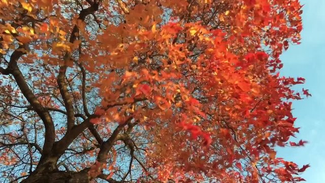 Eye capturing red fall tree in slow motion being hammered by heavy winds and randomly dropping leaves in angled sunlight.  