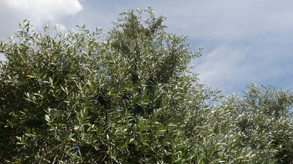 Alberi di ulivo in Toscana