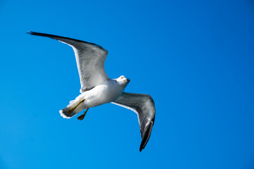 seagull