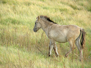 Wild horses in the steppe.