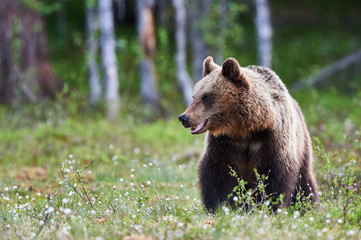 Fototapeta premium Brown bear in the finnish taiga