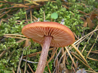 Forest mushroom photo.