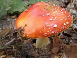 Mushroom amanita. beautiful image