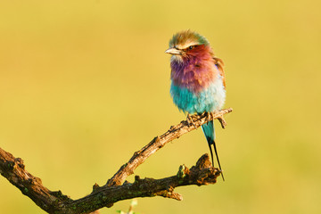 Lilac breasted roller