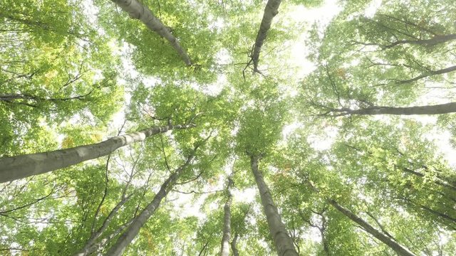 Beech green forest