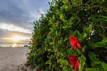 南国ビーチの夕日とハイビスカス