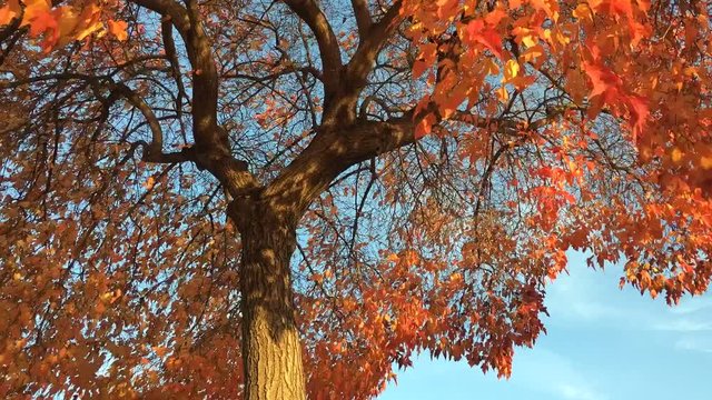 Eye catching red fall tree time lapse shot in October with angled late afternoon sunlight capturing the true autumn essence of the leaves and branches.  