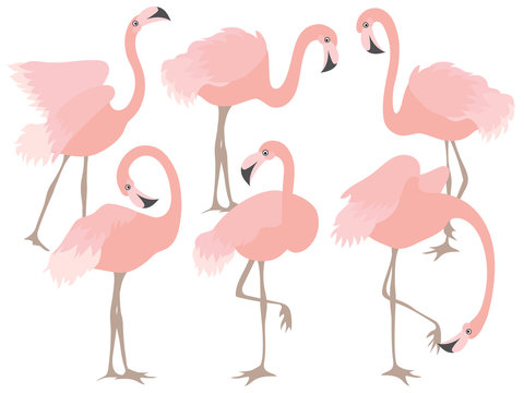 Vector Set of Beautiful Coral Flamingos