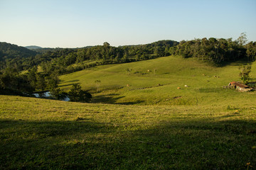 Fototapeta na wymiar Rural scenne in Brazil. Farm background.