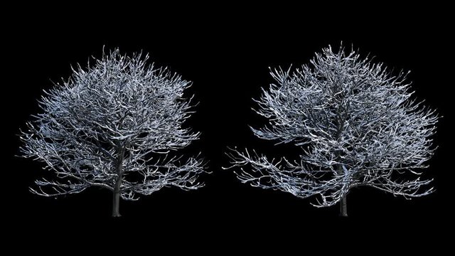 2 blowing on the wind beautiful full size winter trees with snow isolated on alpha channel with black and white luminance matte, perfect for digital composition