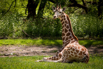 Cute giraffee