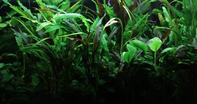 A green beautiful planted tropical freshwater aquarium. 4k video. Nature background.