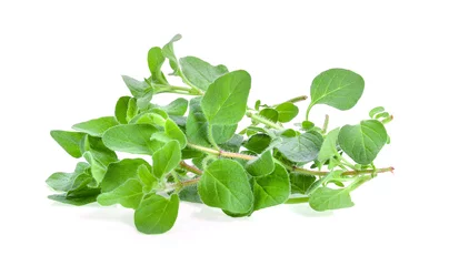 Poster Kruiden fresh oregano herb on white background