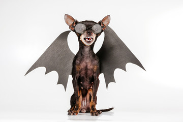 Toy Terrier. Halloween. A dog with wings. A small dog with glasses. A dog with an open mouth. Angry...