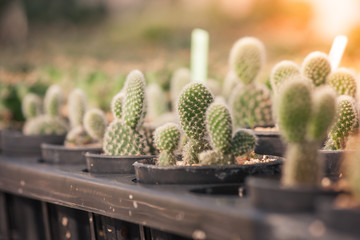 Close up small cactus plant in black plastic flowerpot with sunlight background at greenhouse in vintage style. (Soft focus)