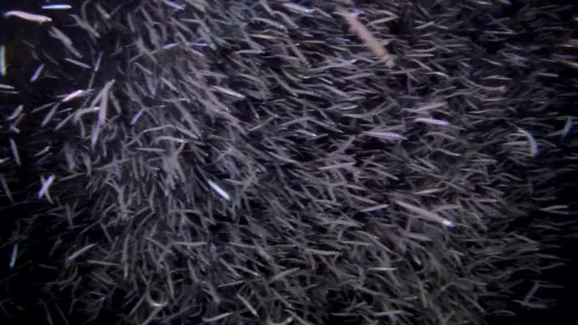 A large school of small fish fusses in the beam of a lantern at night, Indian Ocean, Maldives 
