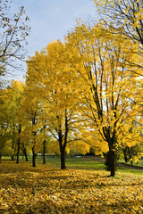 Fototapeta premium Autumn park