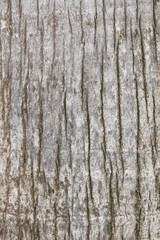Texture of old and worn tree bark