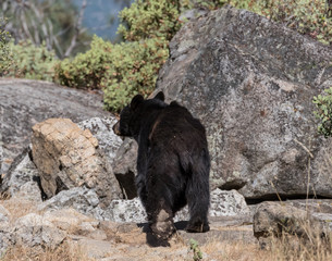 Obraz premium Big Paws on Black Bear