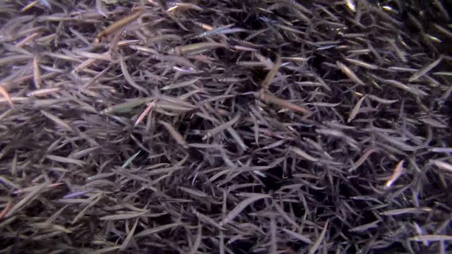 A large school of small fish fusses in the beam of a lantern at night, Indian Ocean, Maldives 

