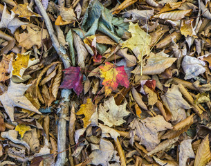 leaves covered forest floor in autumn 
