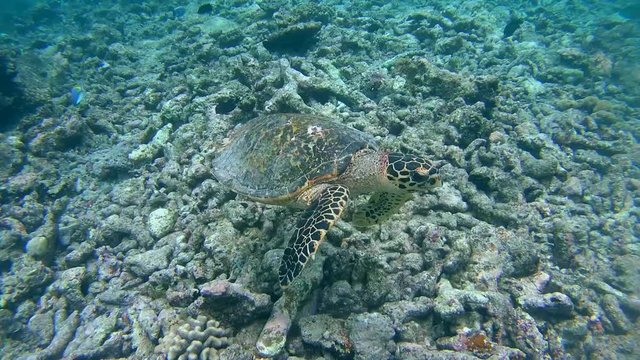 Sea turtle swims on a coral reef - Indian Ocean, Maldives
