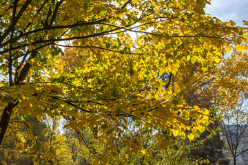 Amazing Autumn landscape with Yellow trees in South Park in city of Sofia, Bulgaria
