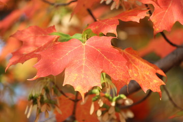 Fall leaves