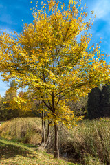 Amazing Autumn landscape with Yellow trees in South Park in city of Sofia, Bulgaria