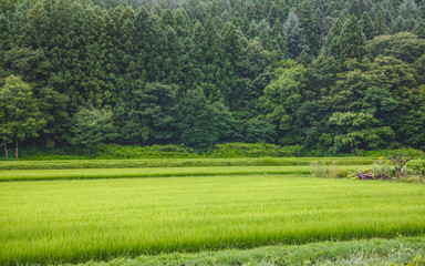 山村の水田