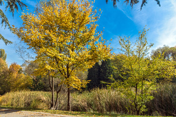 Amazing Autumn landscape with Yellow trees in South Park in city of Sofia, Bulgaria