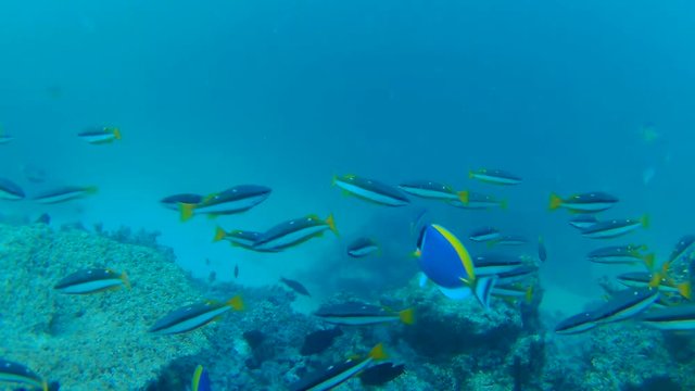 school of two-spot banded snapper - Lutjanus biguttatus in blue water, Indian Ocean, Maldives 
