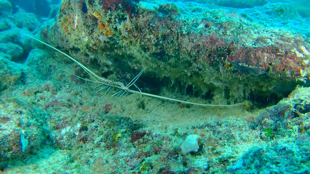 Slipper Lobster - Panulirus versicolor, in small Caves Panulirus versicolor Indian Ocean, Maldives 
