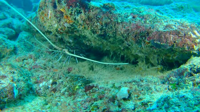 Slipper Lobster - Panulirus versicolor, in small Caves Panulirus versicolor Indian Ocean, Maldives 
