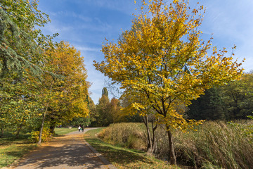 Naklejka premium Amazing Autumn landscape with Yellow trees in South Park in city of Sofia, Bulgaria