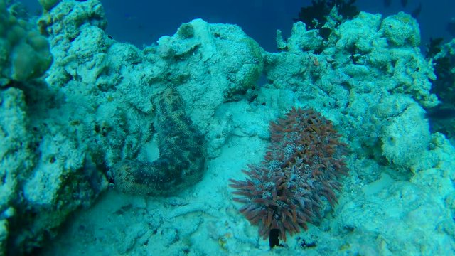 pineapple sea cucumber and Pearsonothuria graeffei on the coral reef - Indian Ocean, Maldives
