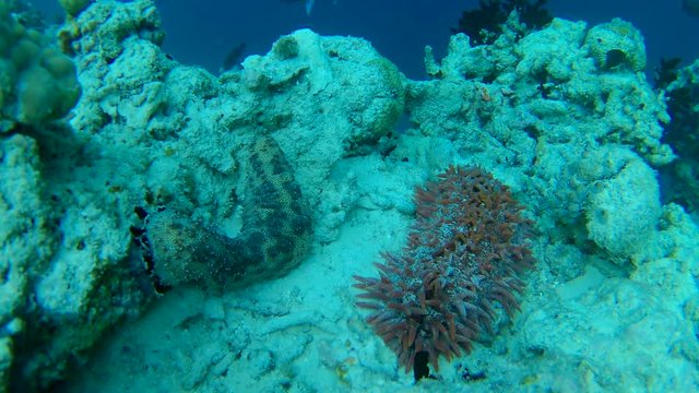 pineapple sea cucumber and Pearsonothuria graeffei on the coral reef - Indian Ocean, Maldives
