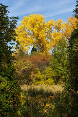 Amazing Autumn landscape with Yellow trees in South Park in city of Sofia, Bulgaria