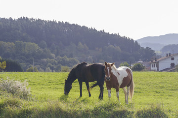 Two beautiful horses grazing on a green meadow.